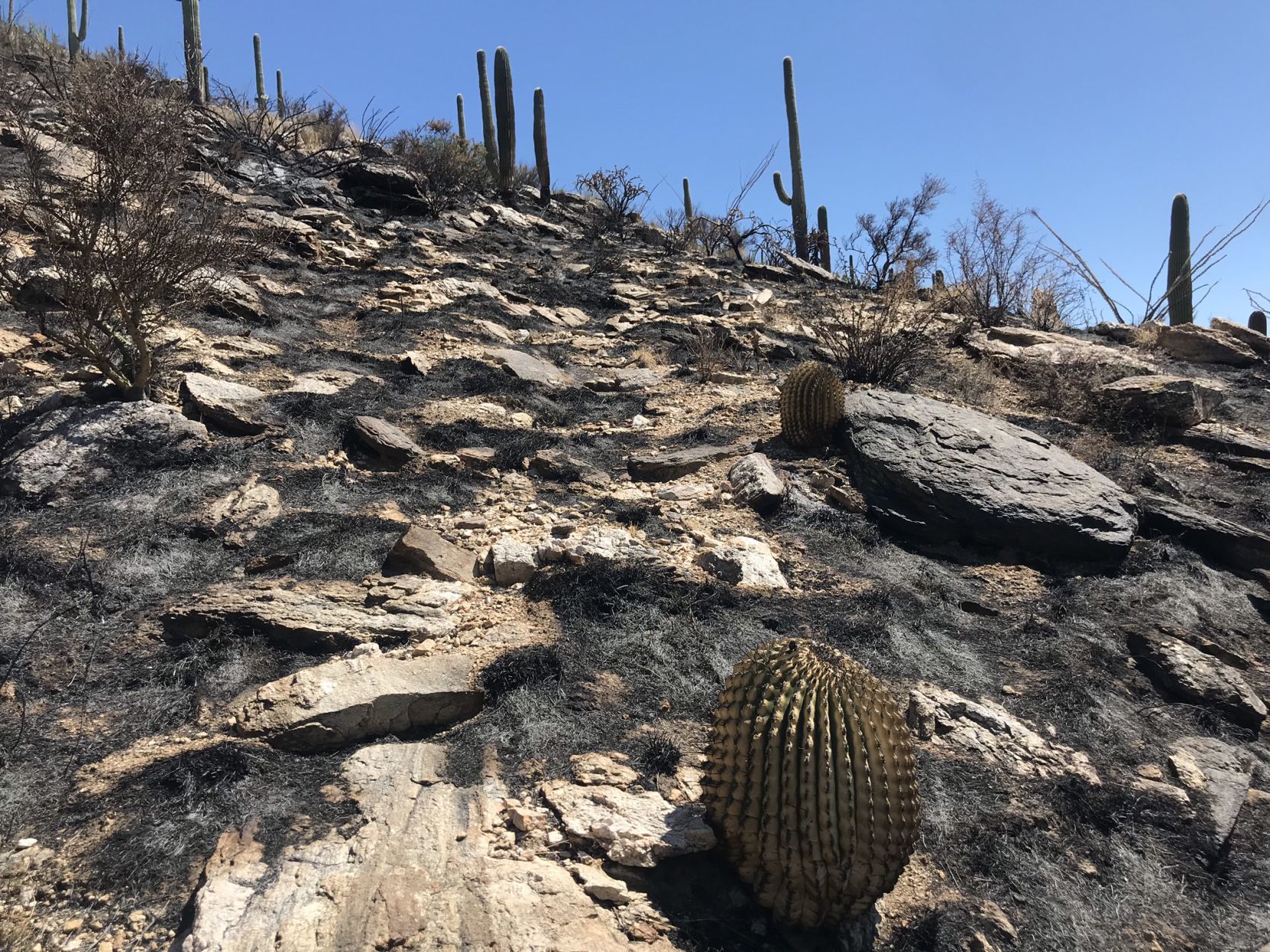Mercer Fire